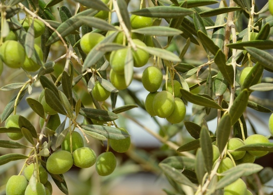 Campagna olearia, un'ottima annata per quantità e qualità per i produttori della Valle Roveto. Fonte Il Centro Campagna olearia, un'ottima annata per quantità e qualità per i produttori della Valle Roveto. Fonte Il Centro